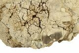 Partial Oreodont (Merycoidodon) Upper Skull - South Dakota #270140-3